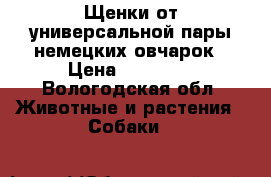 Щенки от универсальной пары немецких овчарок › Цена ­ 10 000 - Вологодская обл. Животные и растения » Собаки   